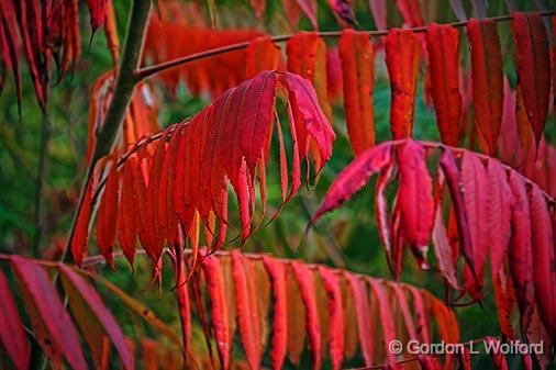 Autumn Sumac_23542.jpg - Photographed at Smiths Falls, Ontario, Canada.